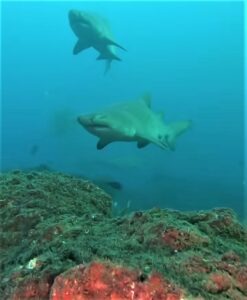 Buceo con tiburones en Sudáfrica