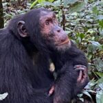 Chimpancés Uganda