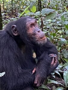 Chimpancés Uganda
